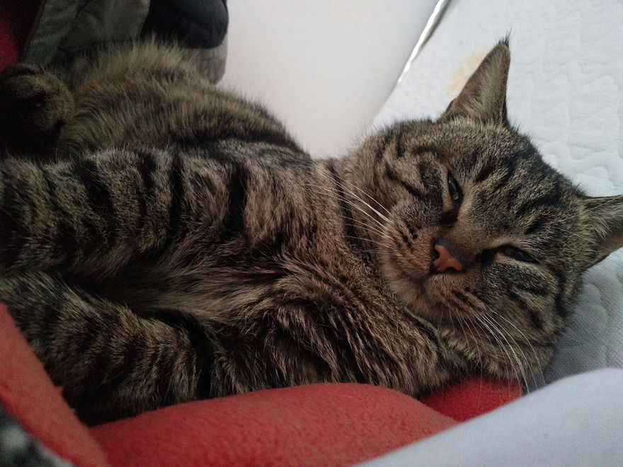 想念那只总爱吃狗粮的猫