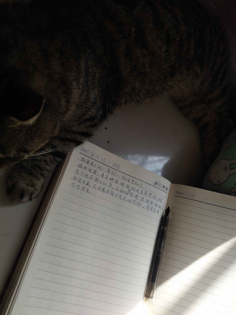 写作时在身旁安睡的猫