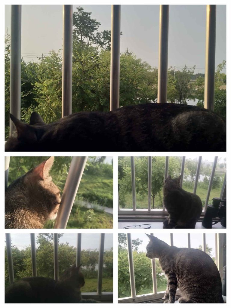 猫在窗台观望