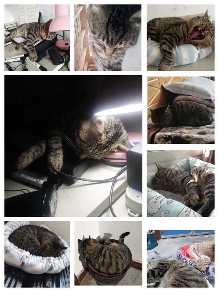 酣睡的猫
