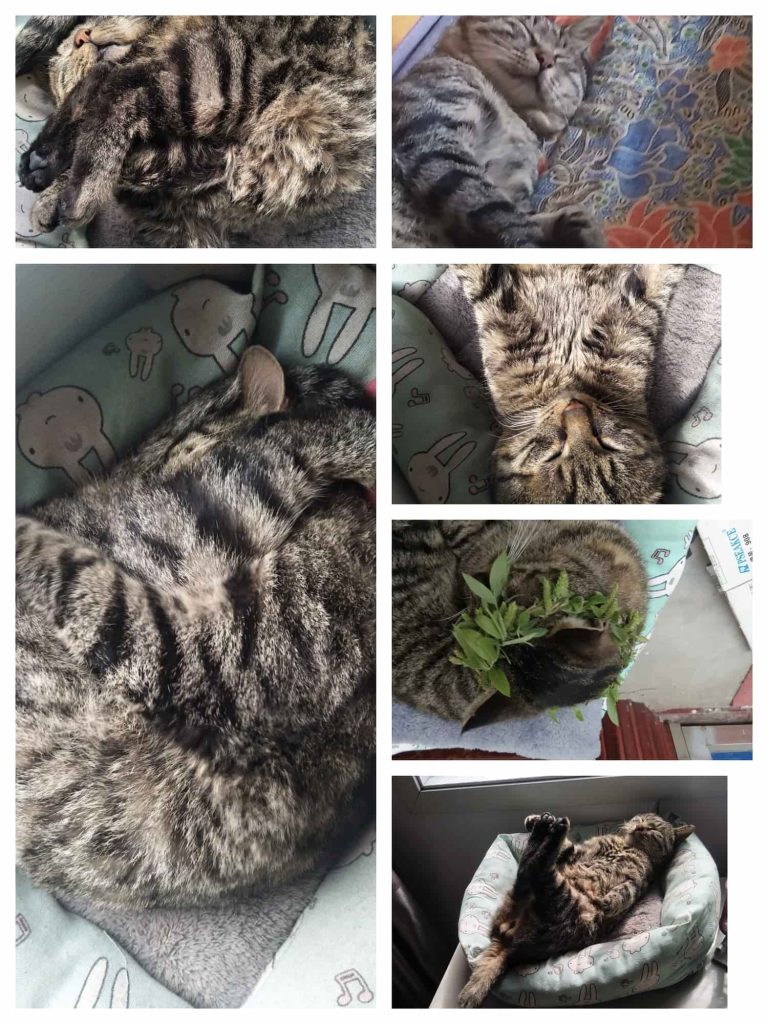 被捉弄也不理睬的猫