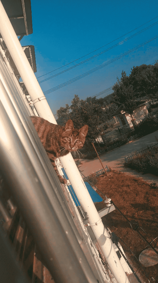 猫最后的身影